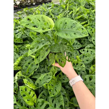 MONSTERA Adansonii 4"