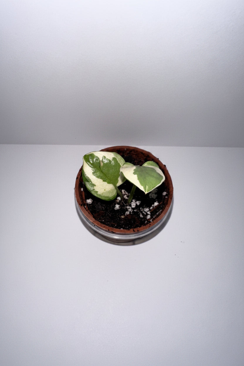 N'Joy Pothos 2" Potted