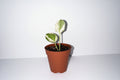 N'Joy Pothos 2" Potted