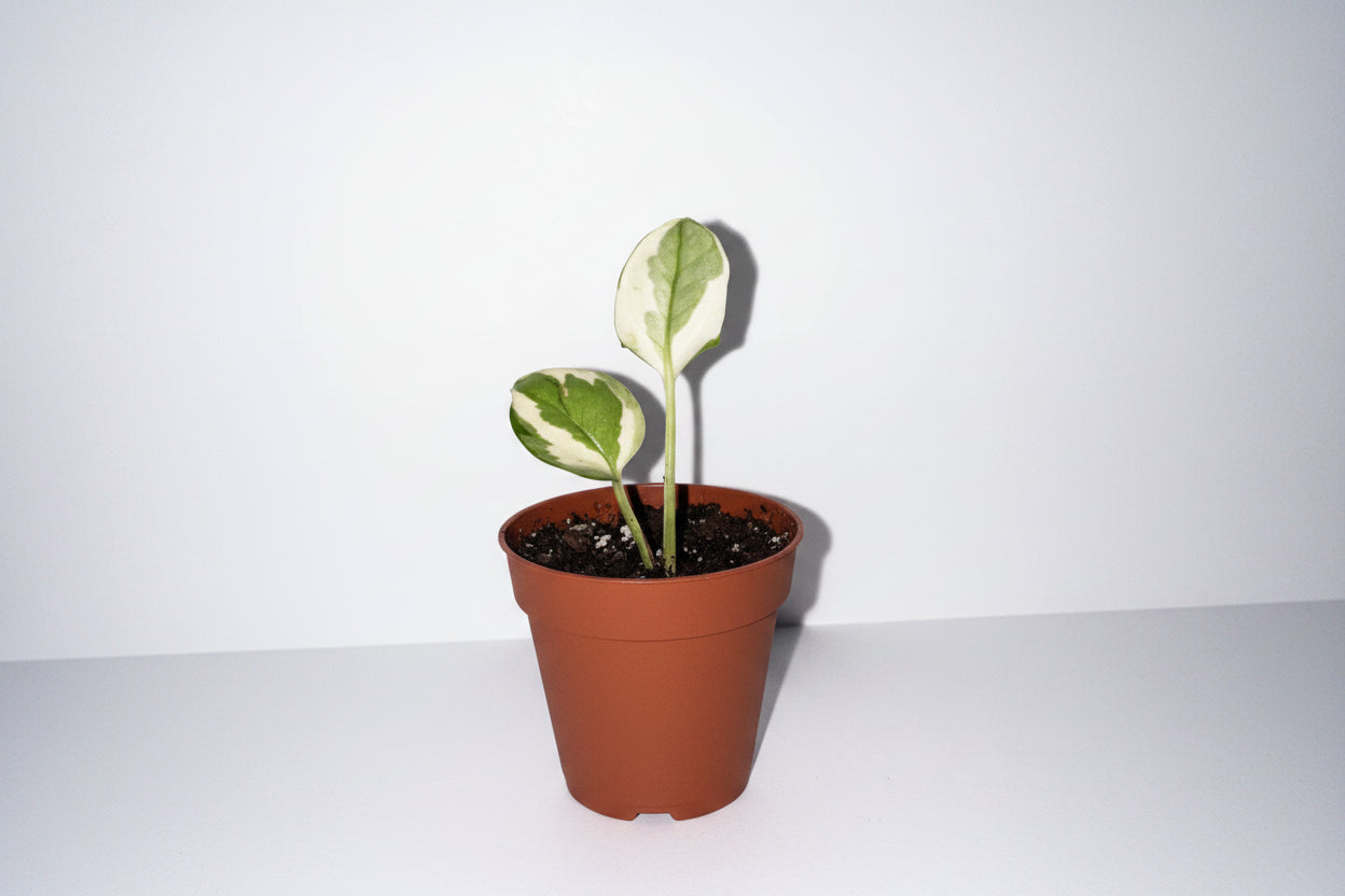 N'Joy Pothos 2" Potted