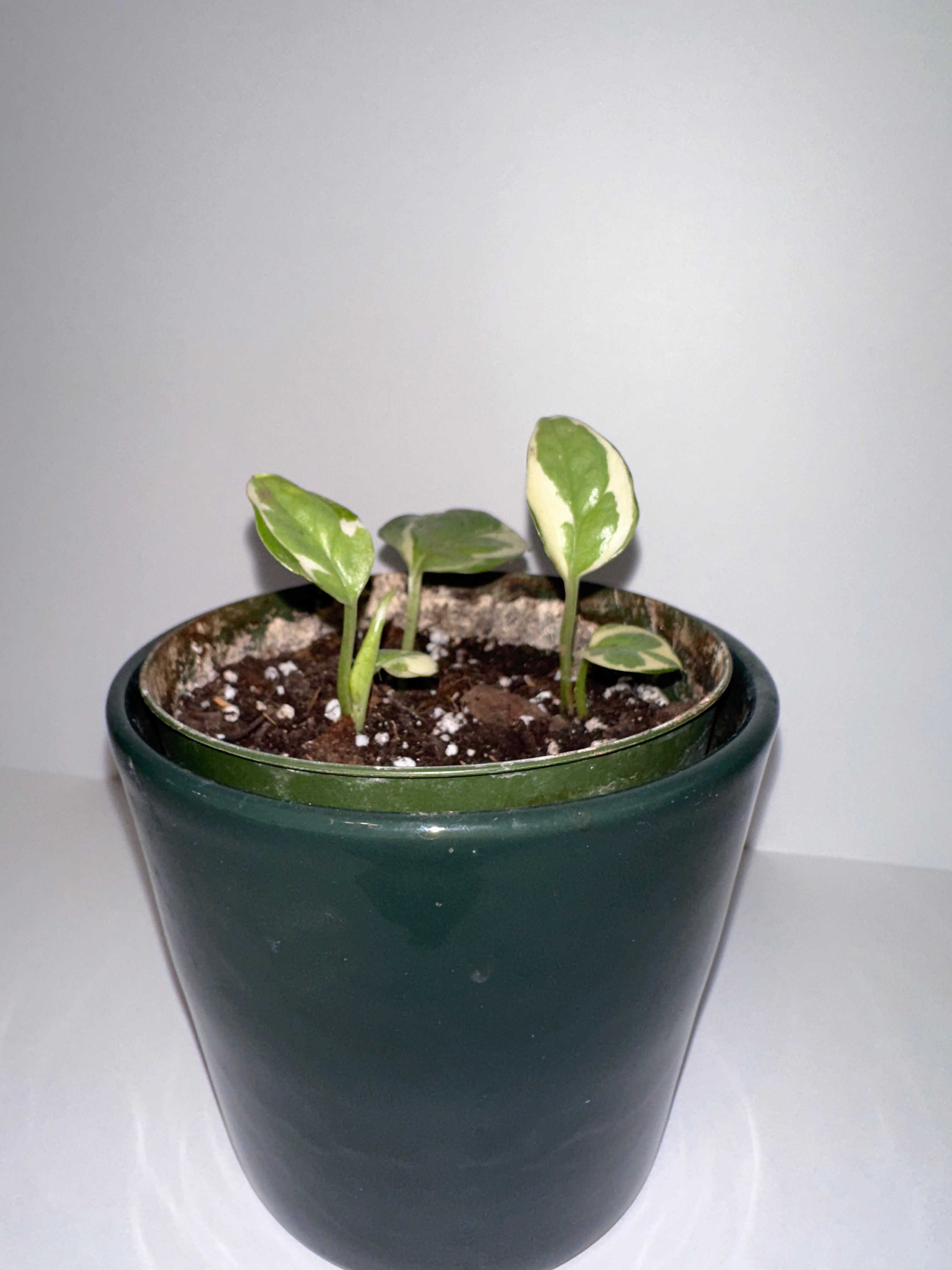 N’Joy Pothos 4" Potted