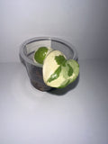 N'Joy Pothos-Rooted
