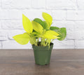 Neon Pothos Plant
