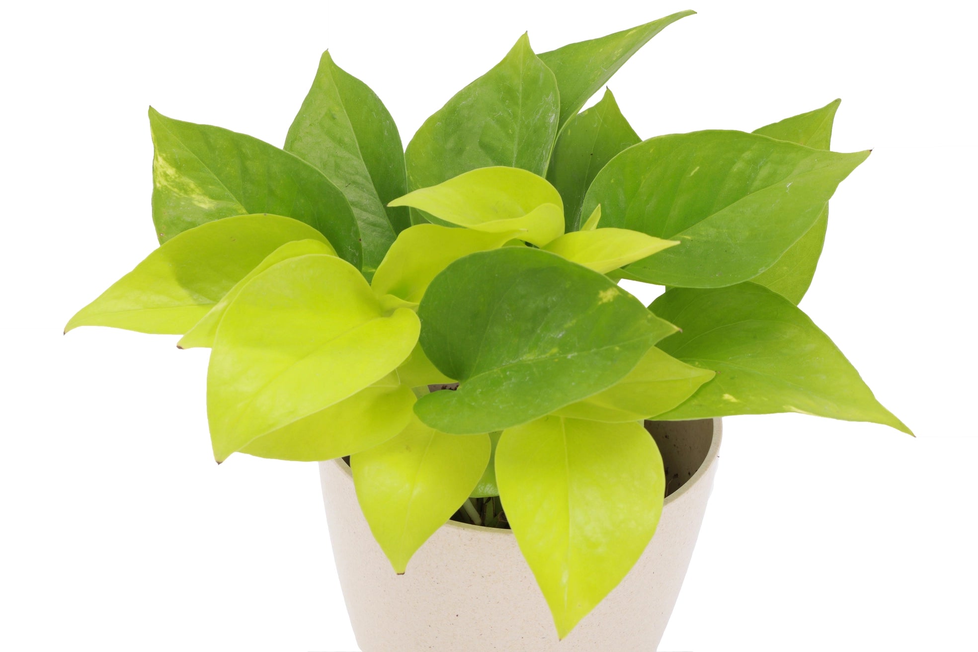 Neon Pothos Plant