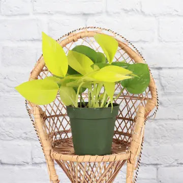 Neon Pothos Plant