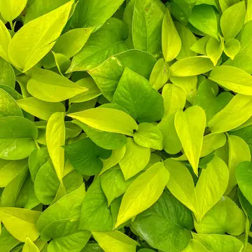 Neon Pothos Plant