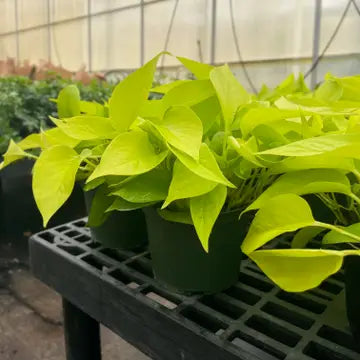 Neon Pothos Plant