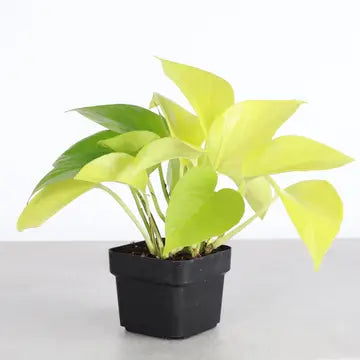 Neon Pothos Plant
