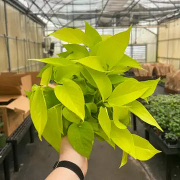 Neon Pothos Plant