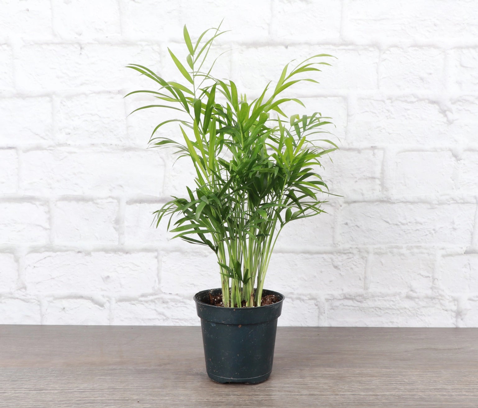 Neanthe Bella Palm