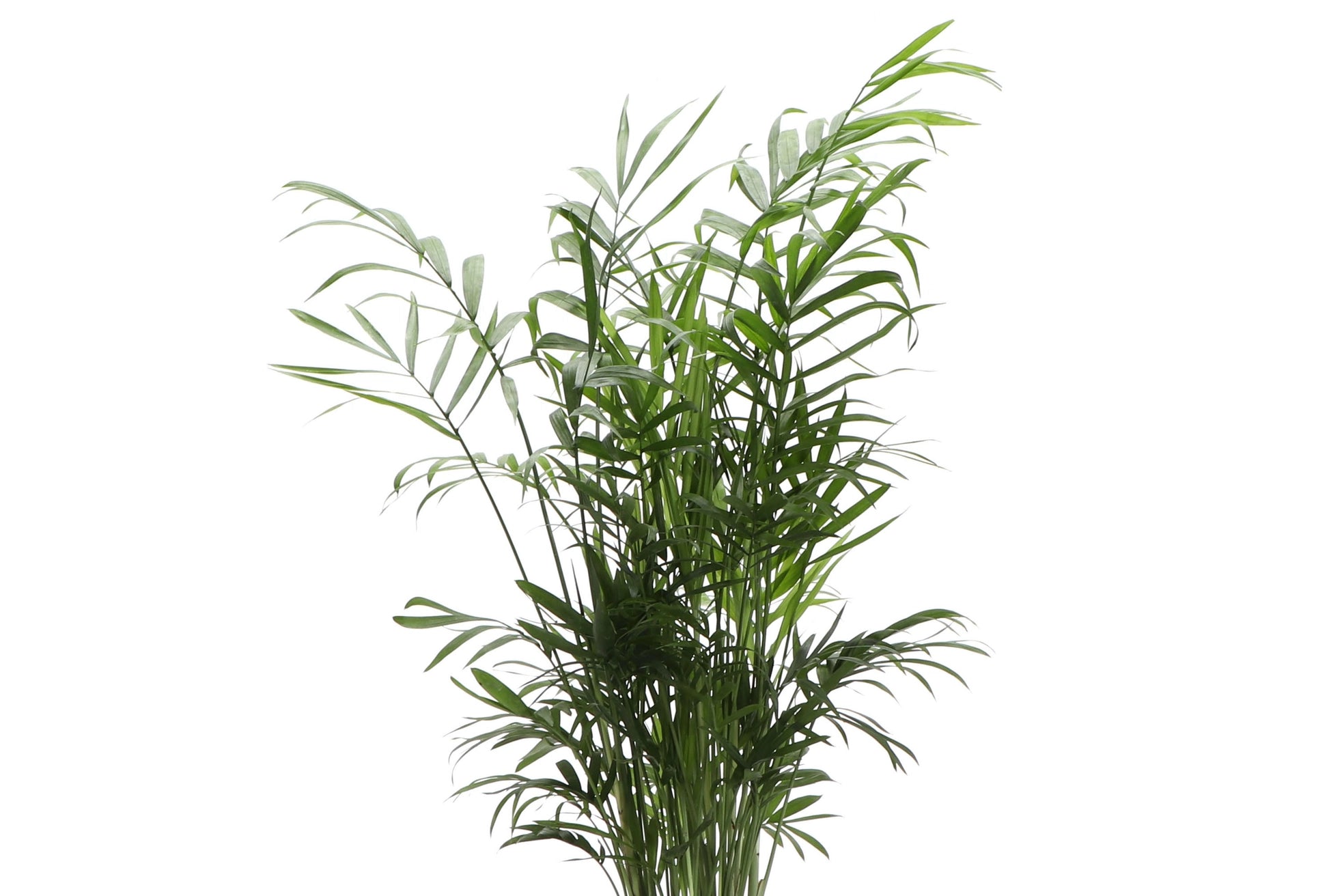 Neanthe Bella Palm