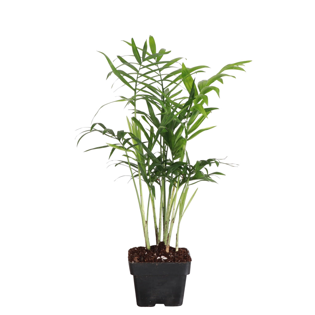 Neanthe Bella Palm