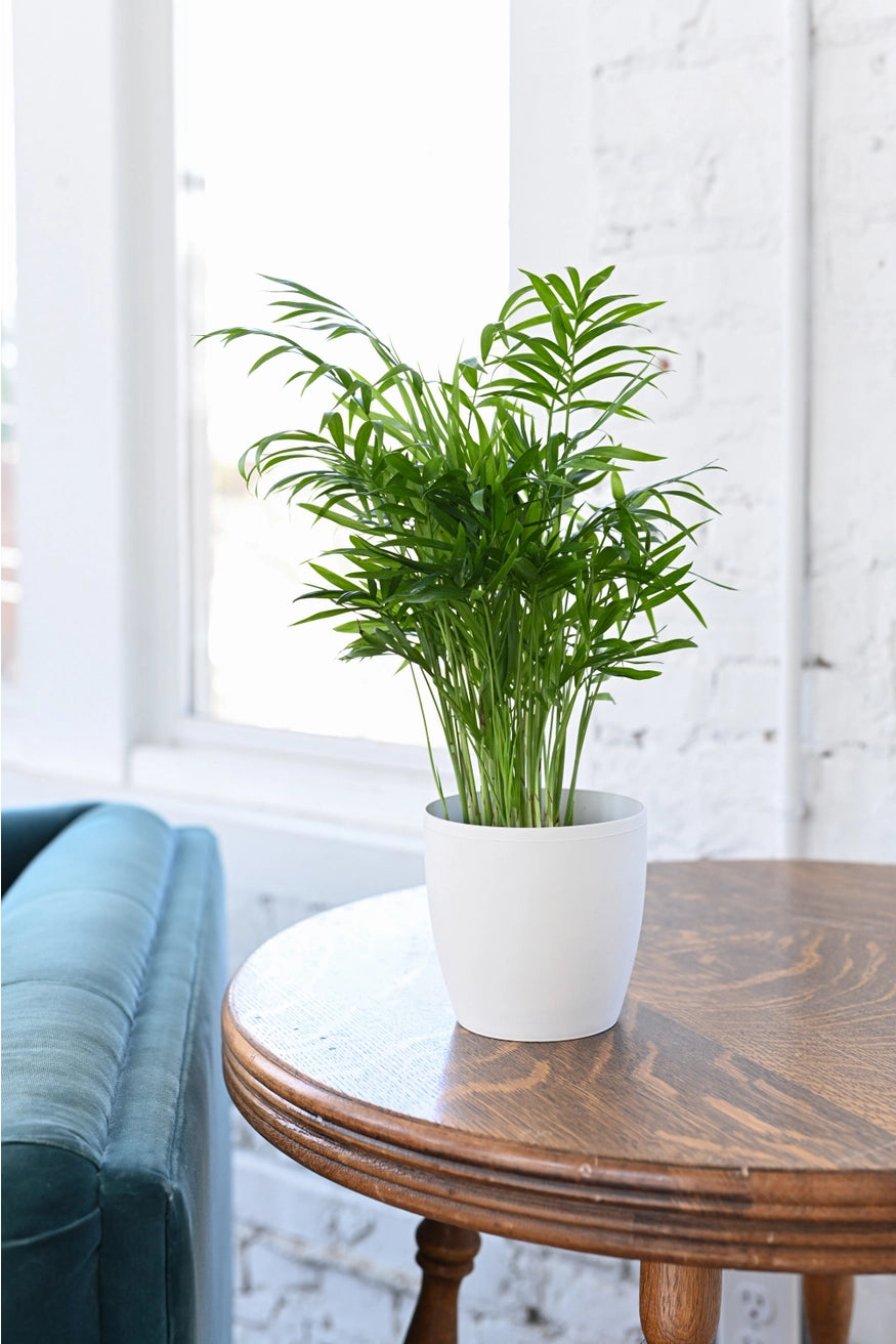 Neanthe Bella Palm