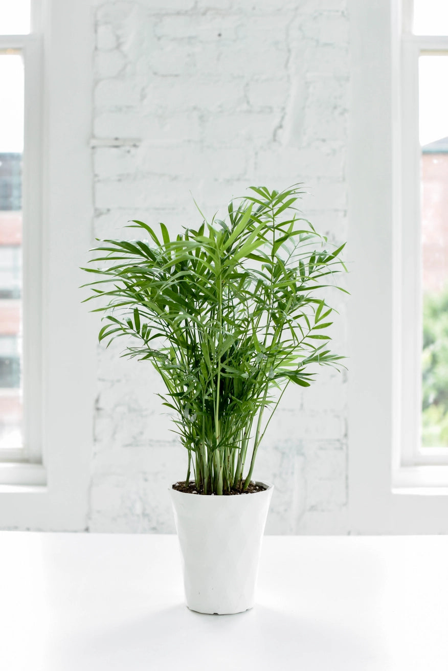 Neanthe Bella Palm