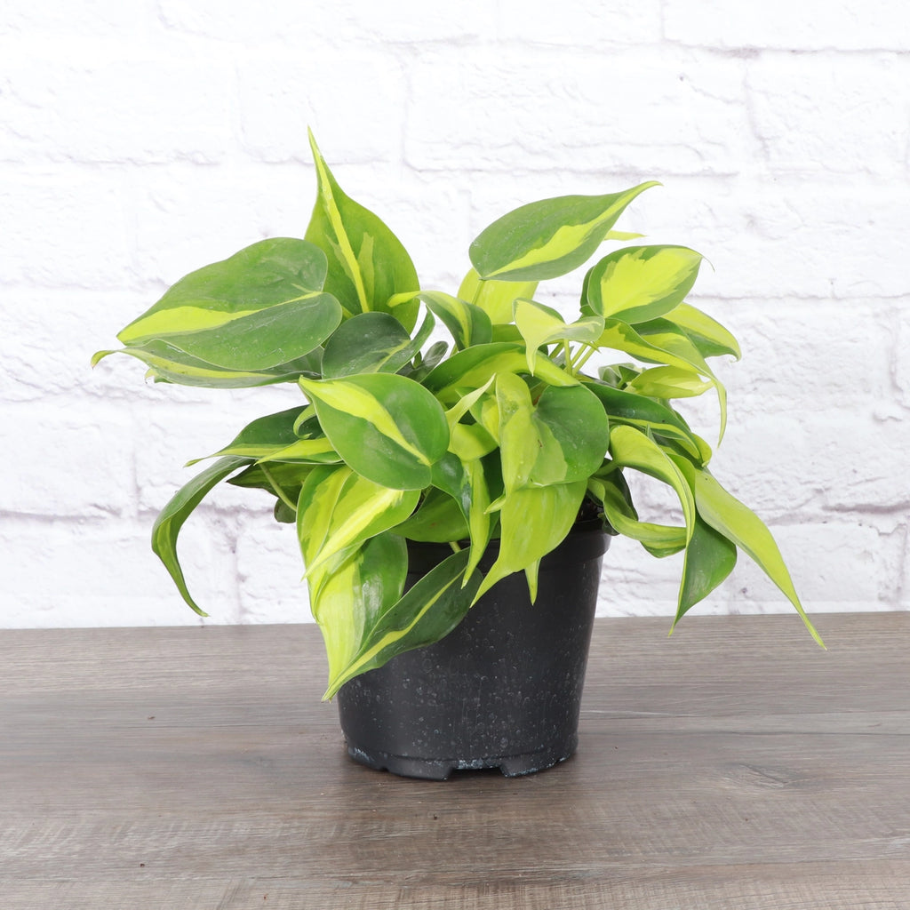 Philodendron Brazil 4"