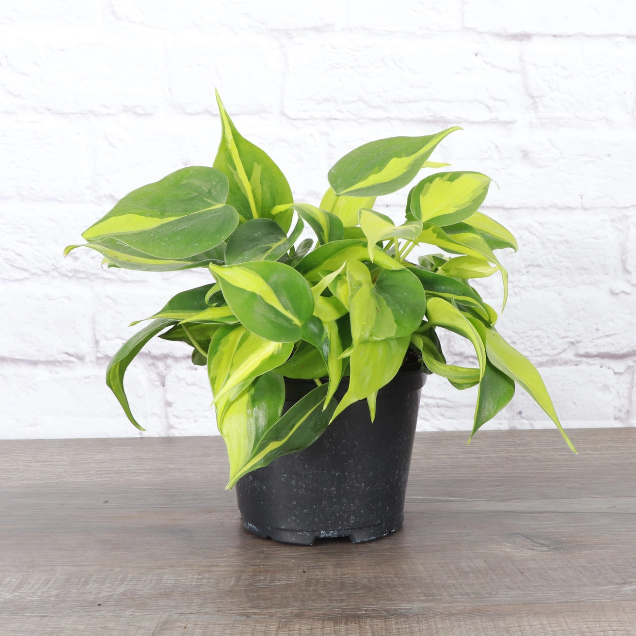 Philodendron Brazil 4"