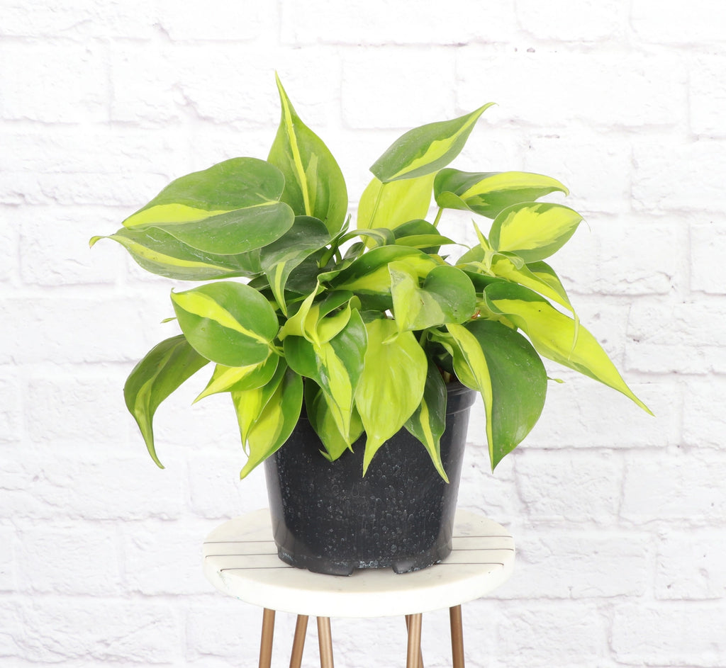 Philodendron Brazil 4"