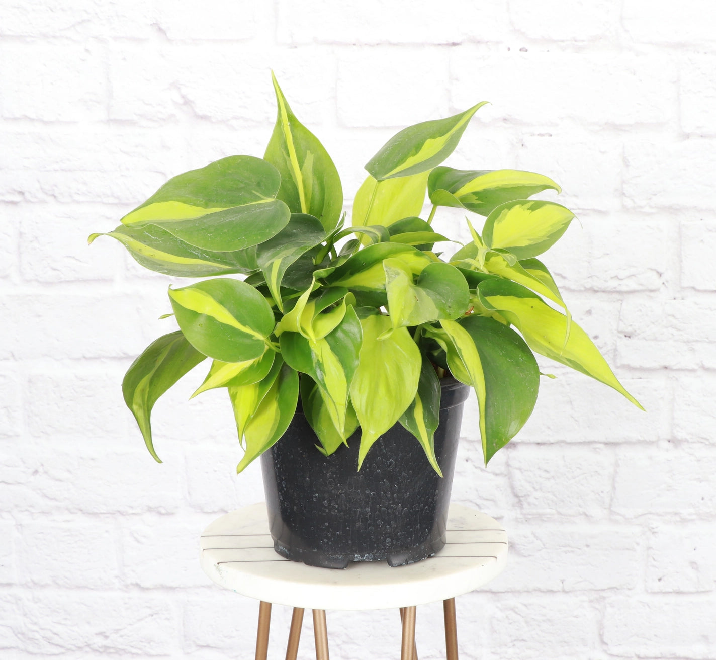 Philodendron Brazil 4"