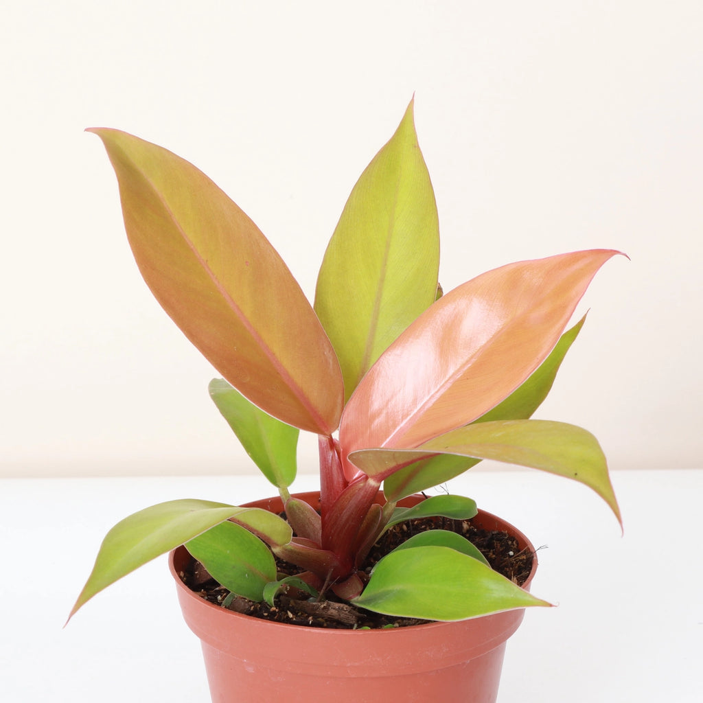 Philodendron Prince of Orange 4"