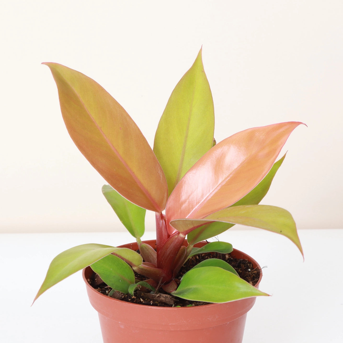 Philodendron Prince of Orange 4"
