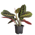 Red Prayer Plant 3"
