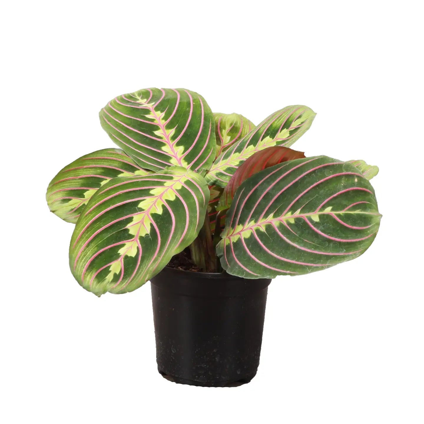 Red Prayer Plant 3"
