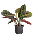 Red Prayer Plant