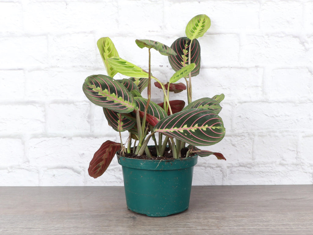 Red Prayer Plant 3"