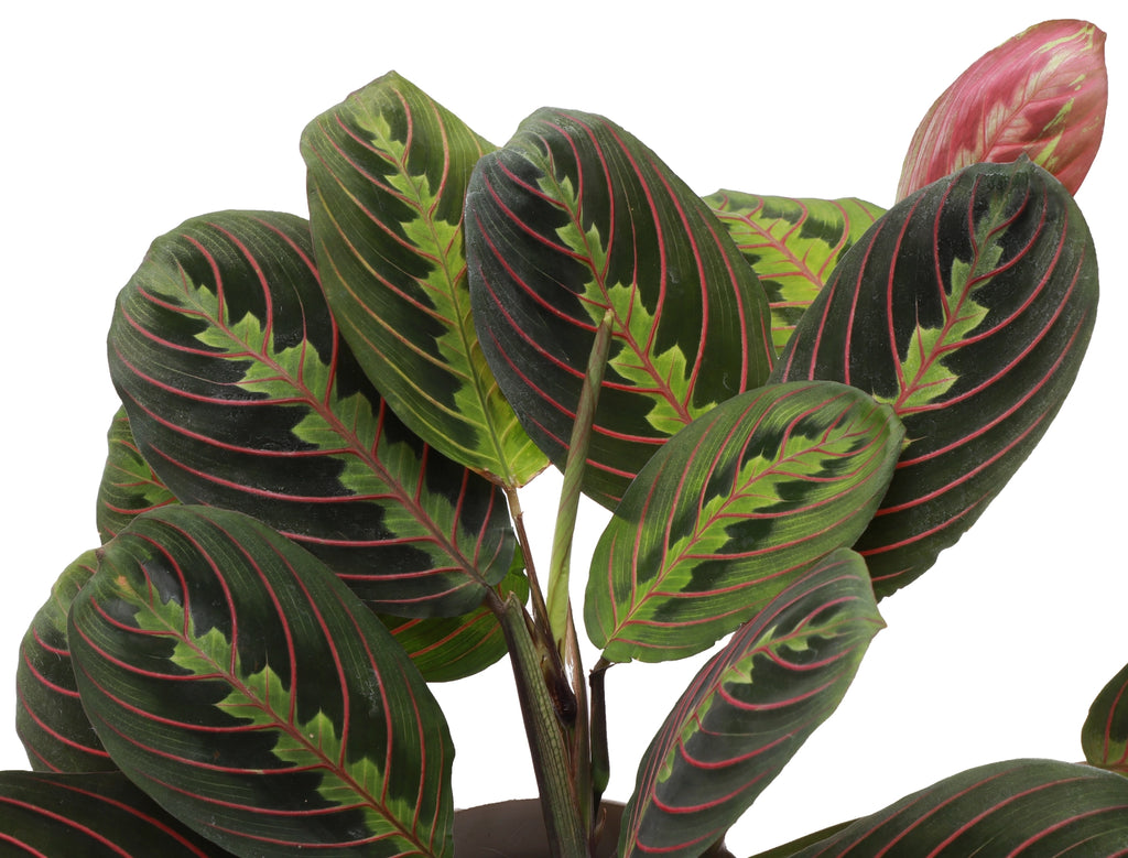 Red Prayer Plant 3"