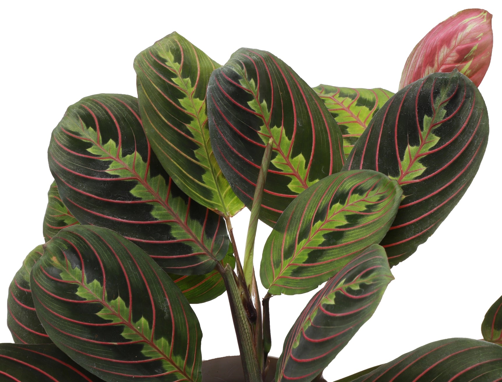 Red Prayer Plant 3"
