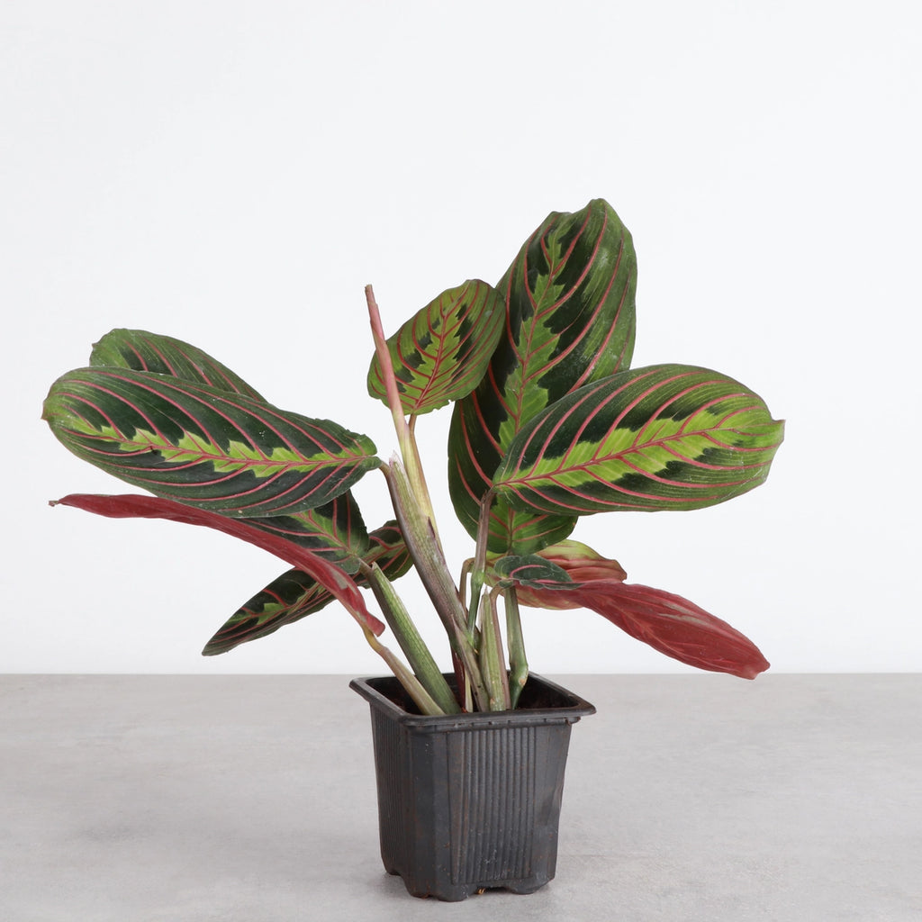 Red Prayer Plant 3"
