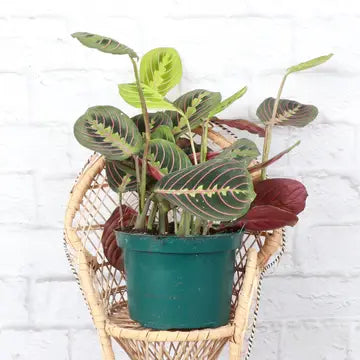 Red Prayer Plant 3"