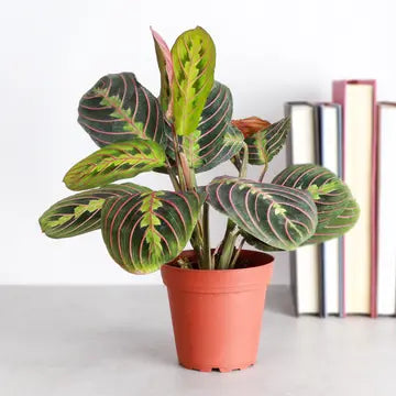 Red Prayer Plant 3"