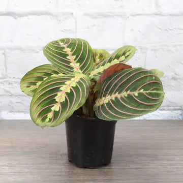 Red Prayer Plant 3"