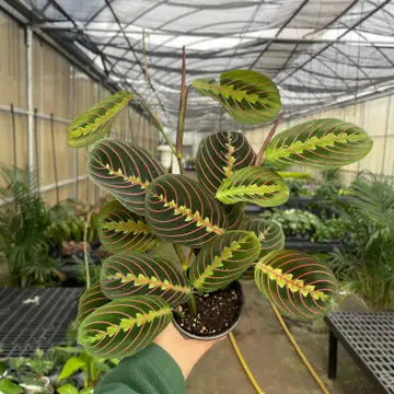 Red Prayer Plant 3"