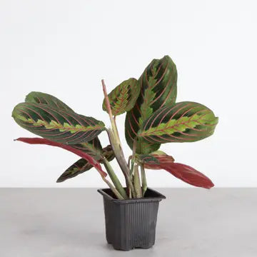 Red Prayer Plant