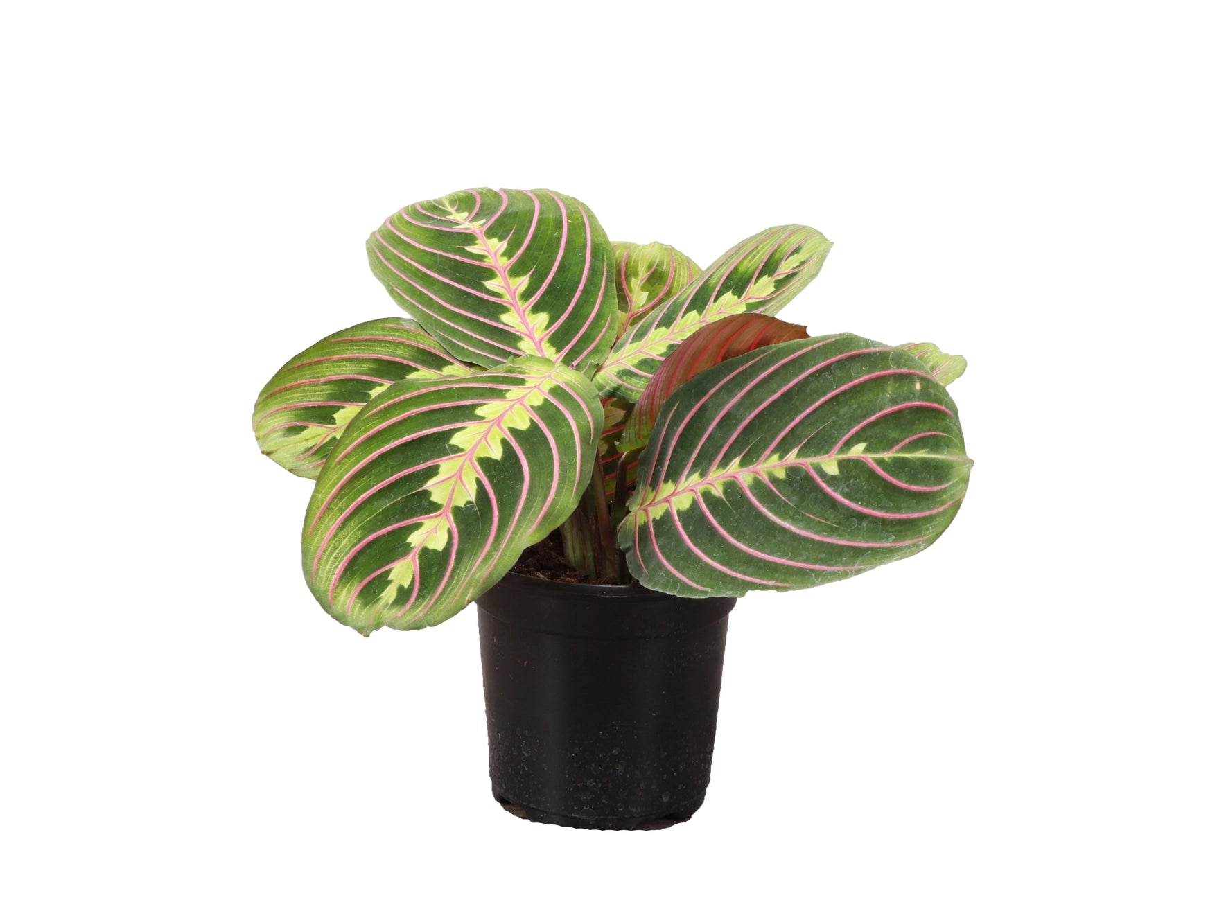 Red Prayer Plant