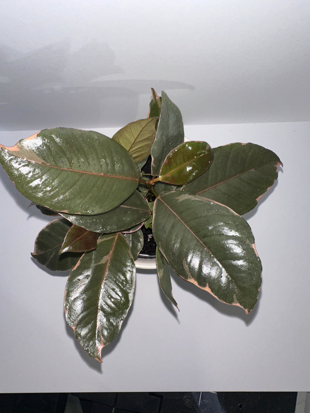 Ruby Rubber Tree Ficus Elastica 4" Potted