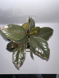 Ruby Rubber Tree Ficus Elastica 4" Potted