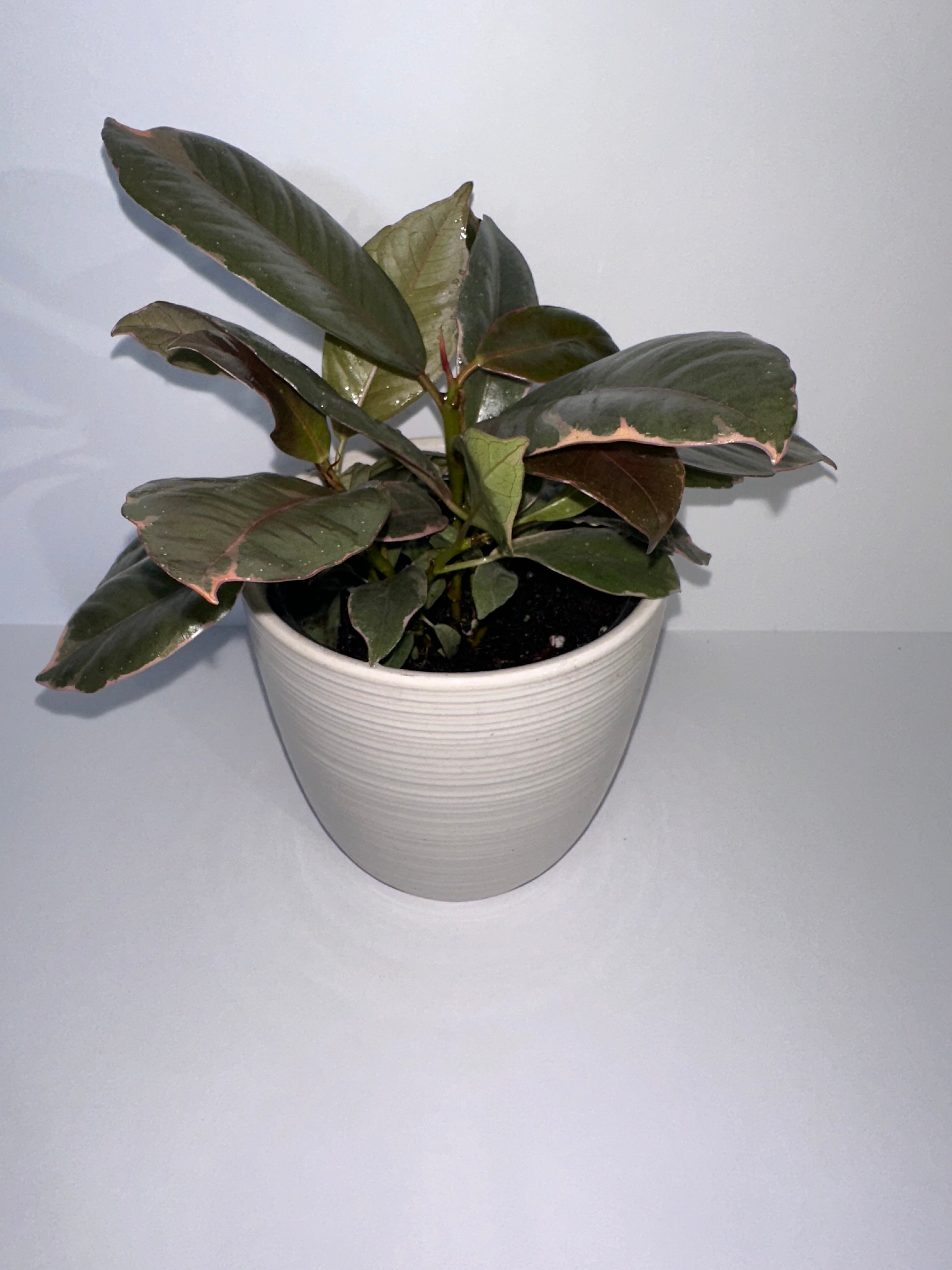 Ruby Rubber Tree Ficus Elastica 4" Potted