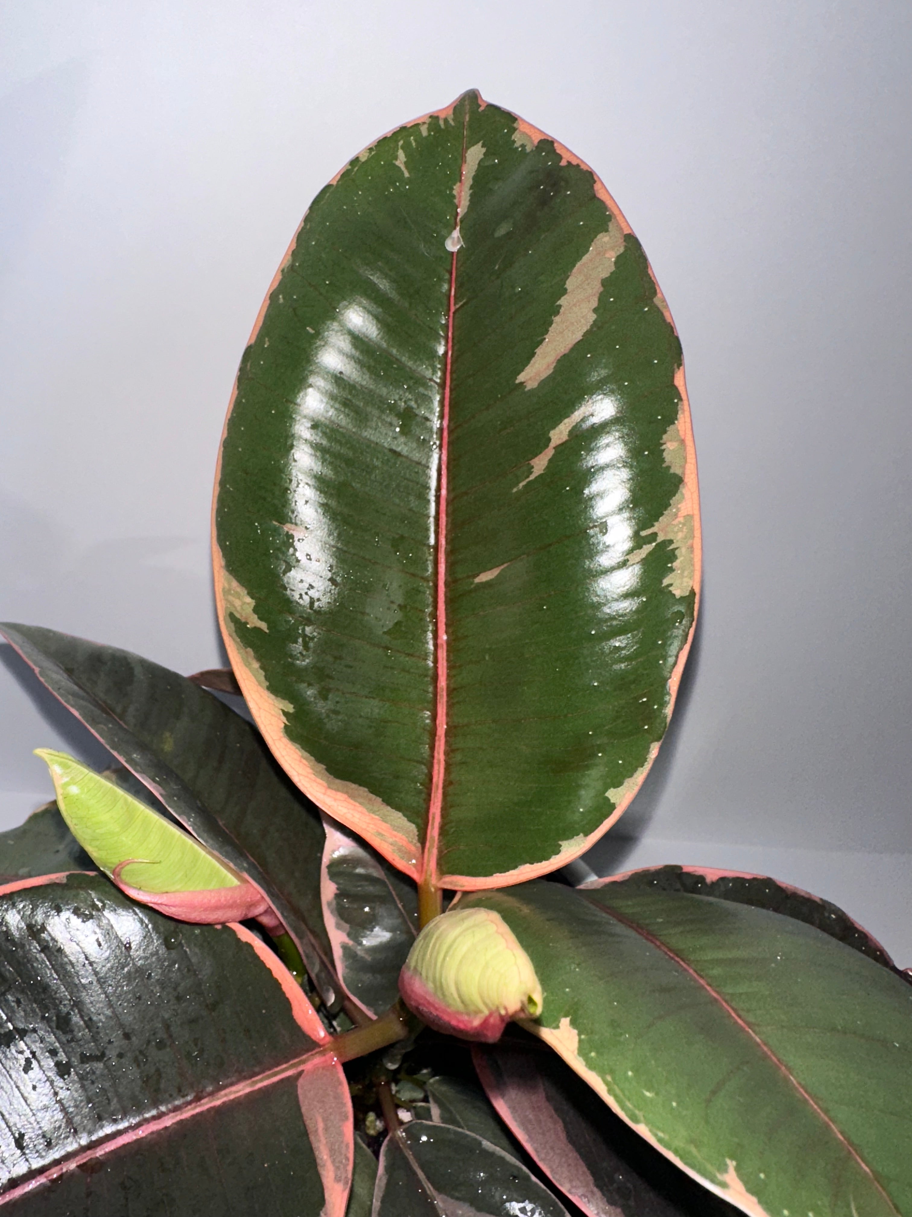 Ruby Rubber Tree Ficus Elastica 6" Potted