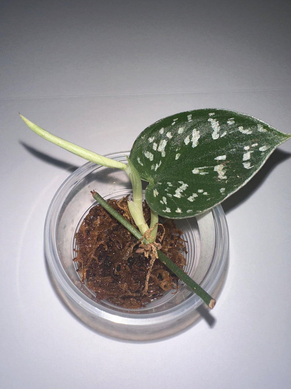Scindapsus Exotica-Rooted