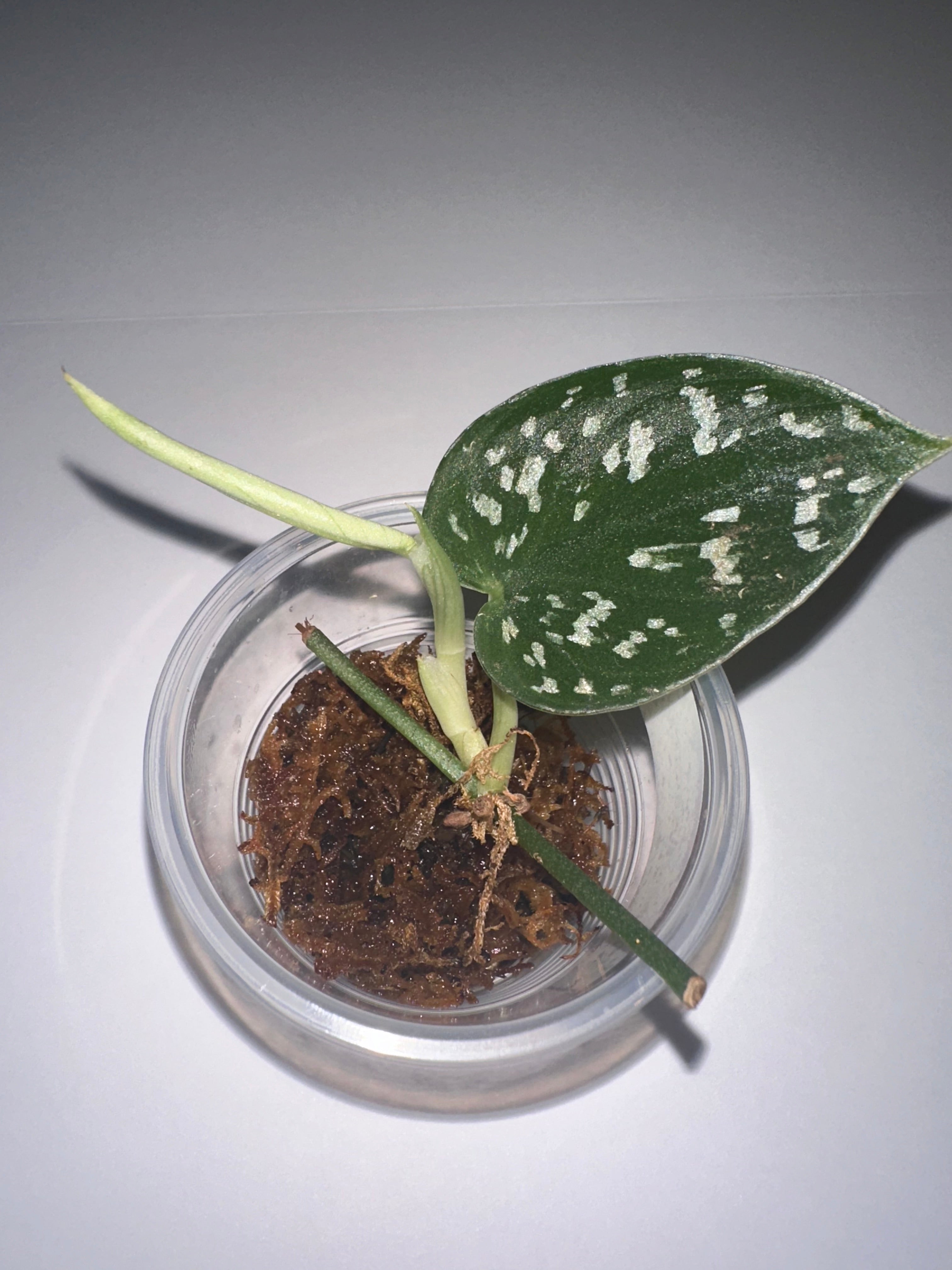 Scindapsus Exotica-Rooted