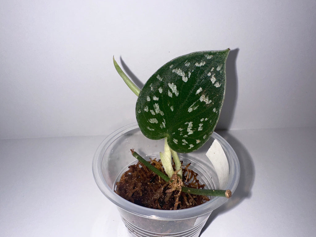 Scindapsus Exotica-Rooted