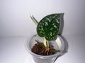 Scindapsus Exotica-Rooted