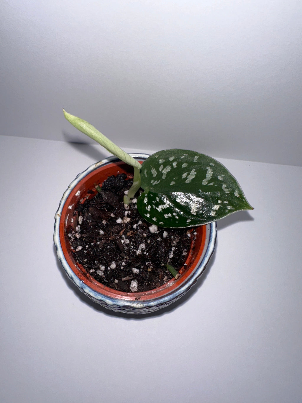 Scindapsus Exotica 2" Potted
