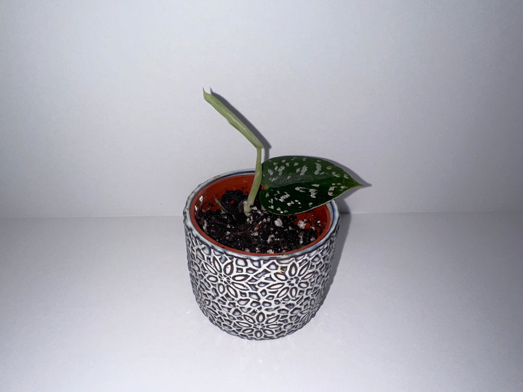 Scindapsus Exotica 2" Potted