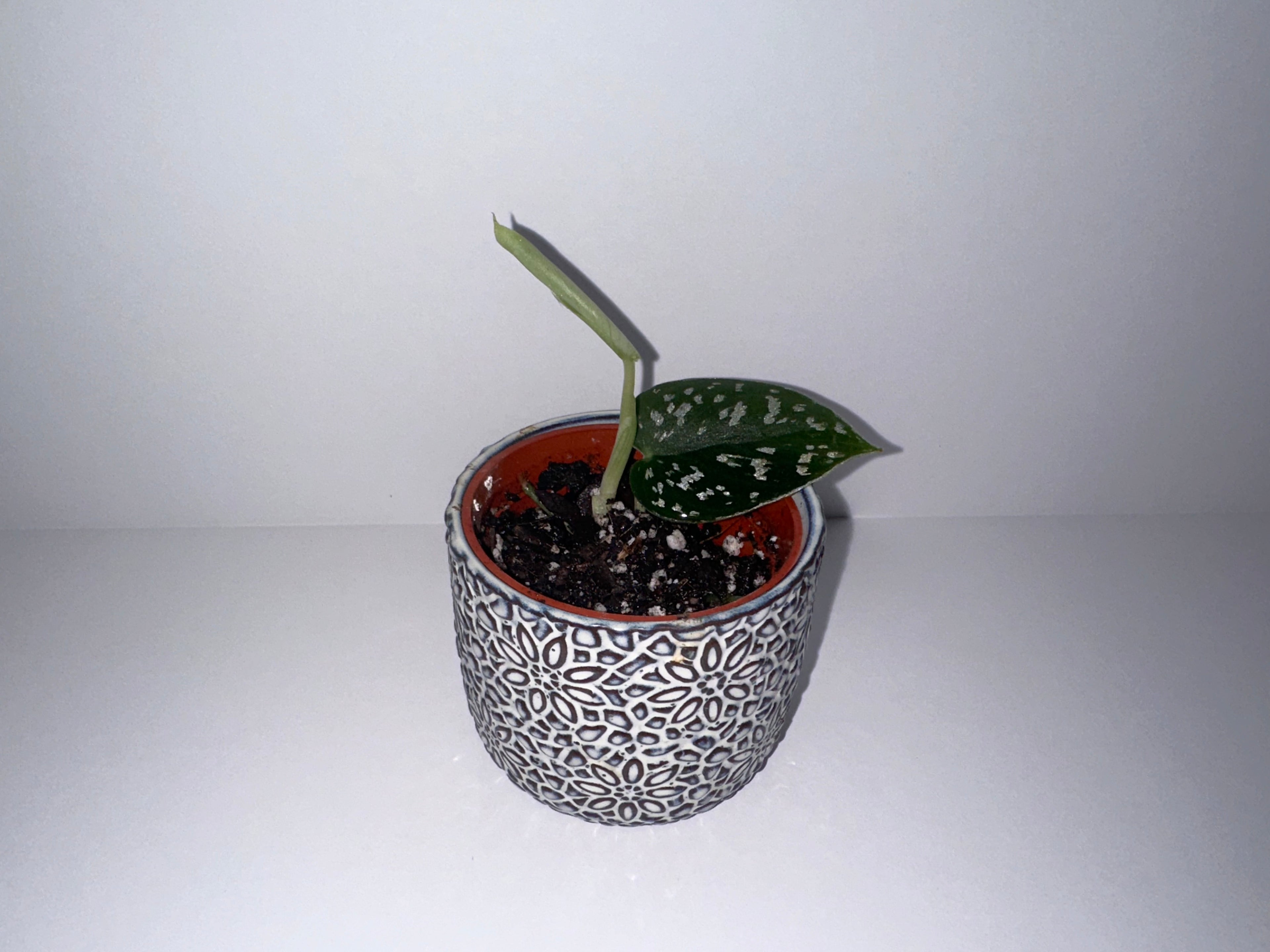 Scindapsus Exotica 2" Potted