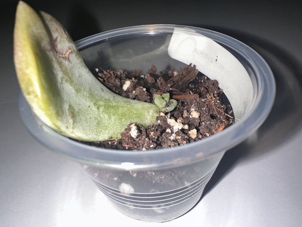 Silver Moon Echeveria-Rooted