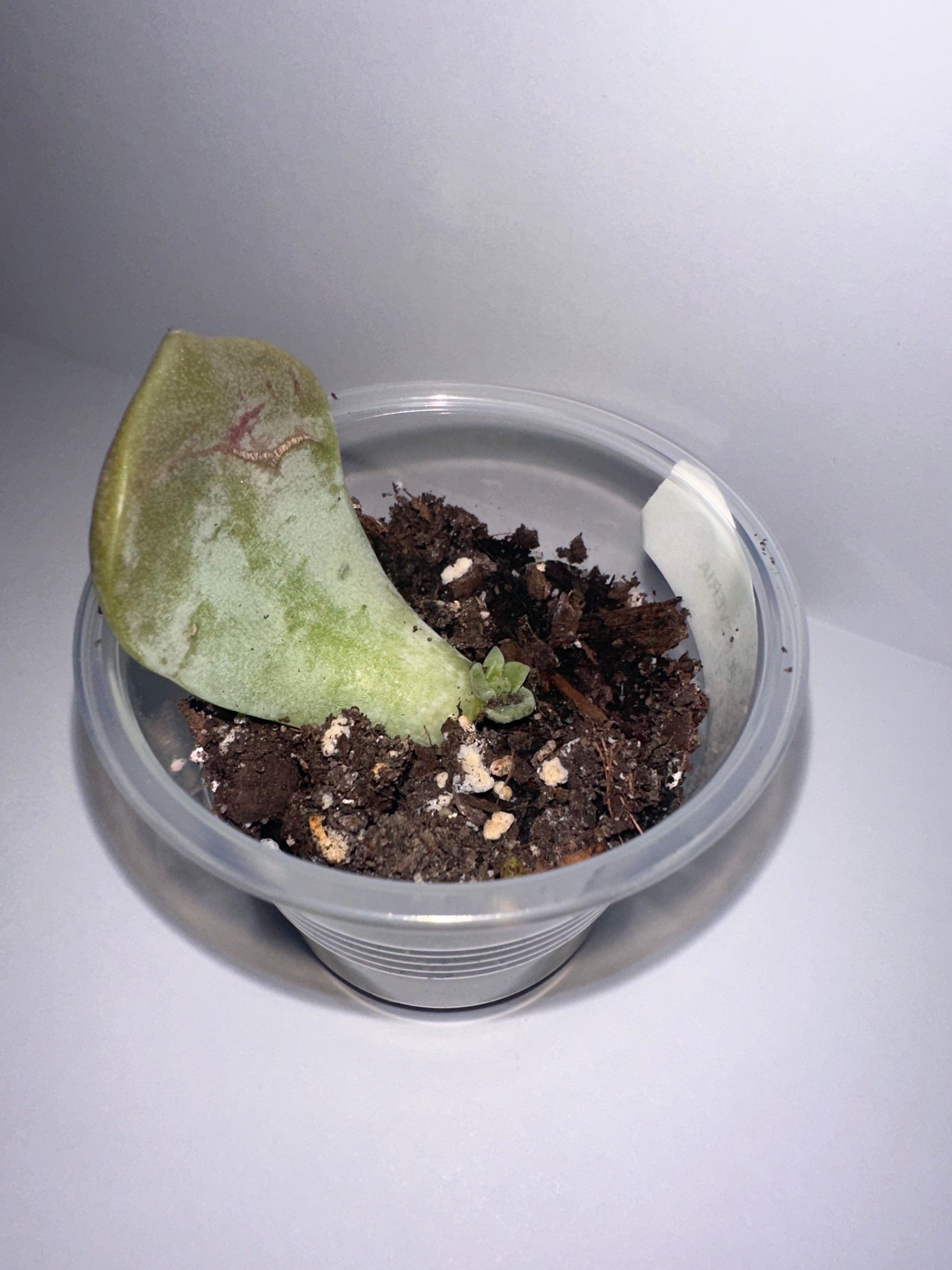 Silver Moon Echeveria-Rooted